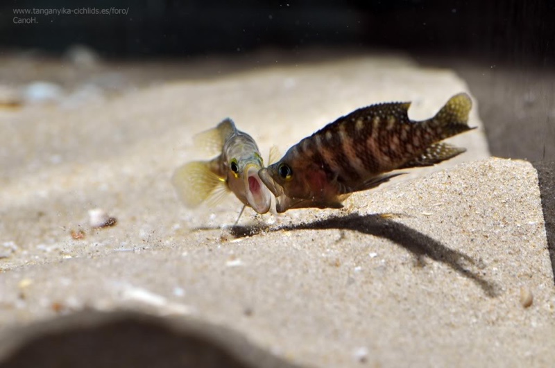 Neolamprologus obscurus